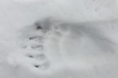 De berenpoot in Montenegro