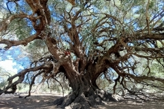 4000 jaar oude olijvenboom Sardinie