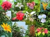 06-bloempies