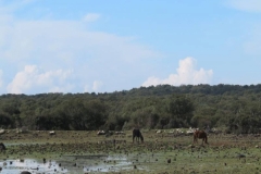 26 Bij de wilde paarden